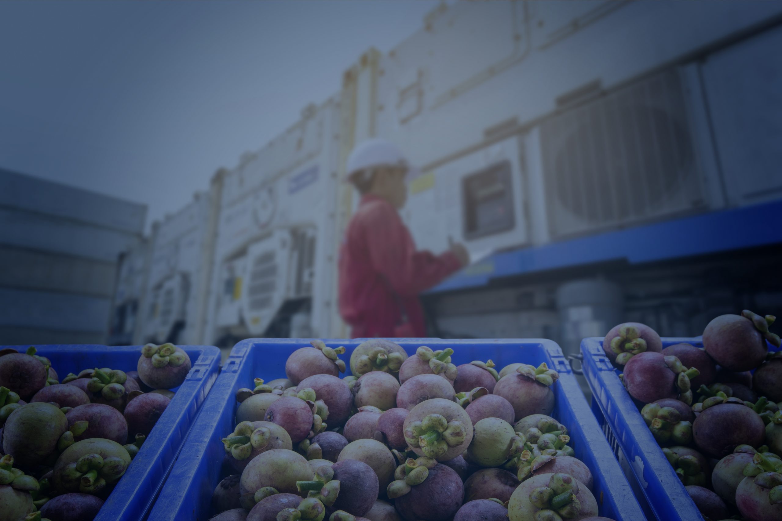 Conheça os novos critérios para a exportação e importação de vegetais